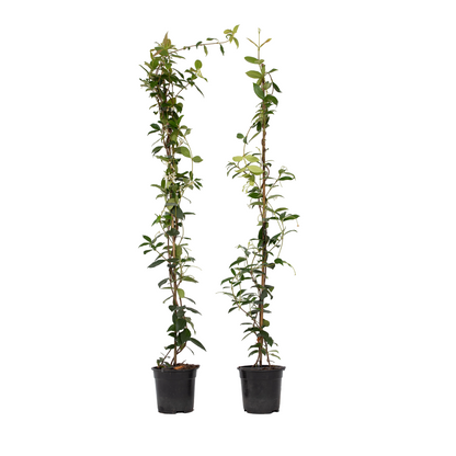 Jasmin étoilé - Set de 8 - Trachelospermum jasminoides - H110-120cm - ⌀17cm