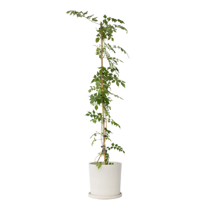 Bignone à trompettes - Campis radicans 'Flava' - Hauteur 110-120cm - ⌀17cm
