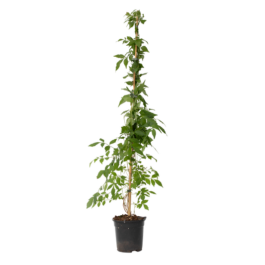 Trumpet vine - Campis radicans 'Flava' - Height 110-120cm - ⌀17cm