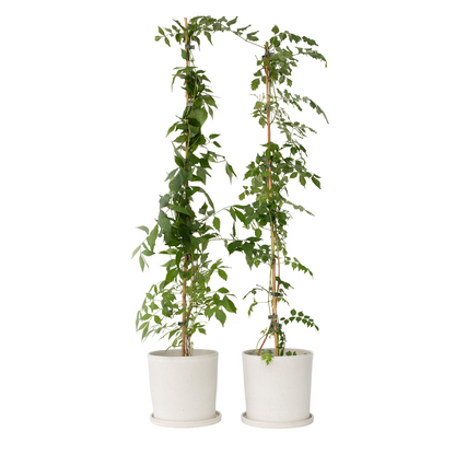 Bignone à trompettes - Set de 2 - Campis radicans 'Flava' - H110-120cm - ⌀17cm