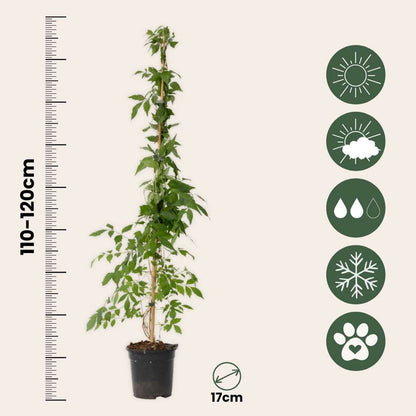 Bignone à trompettes - Set de 2 - Campis radicans 'Flava' - H110-120cm - ⌀17cm