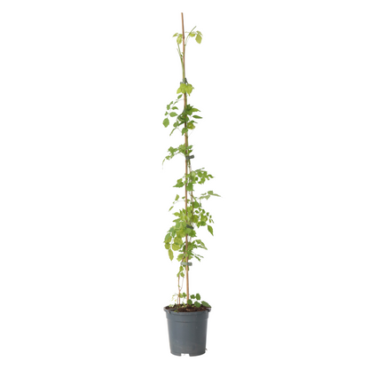 Bignone à trompettes - Campsis radicans - Hauteur 110-120cm - ⌀17cm