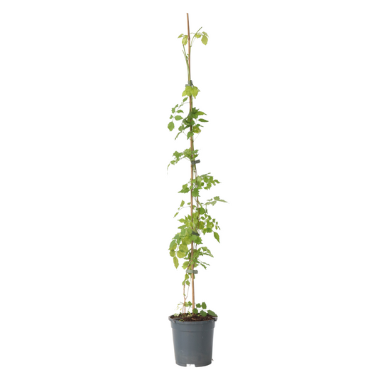 Trumpet vine - Campsis radicans - Height 110-120cm - ⌀17cm