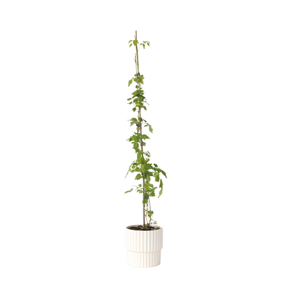 Bignone à trompettes - Campsis radicans - Hauteur 110-120cm - ⌀17cm