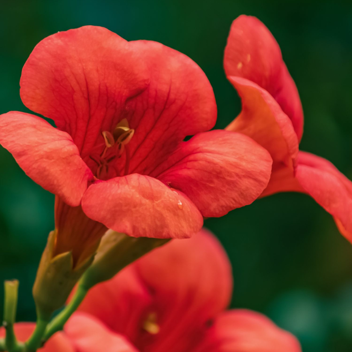 Bignone à trompettes - Campsis taglibuana 'Mme Galen' - H110-120cm - ⌀17cm - TD Plantz