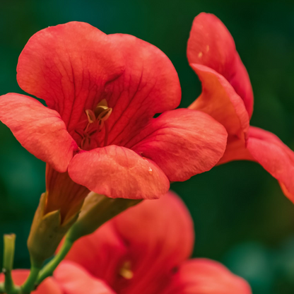 Bignone à trompettes - Campsis taglibuana 'Mme Galen' - H110-120cm - ⌀17cm - TD Plantz