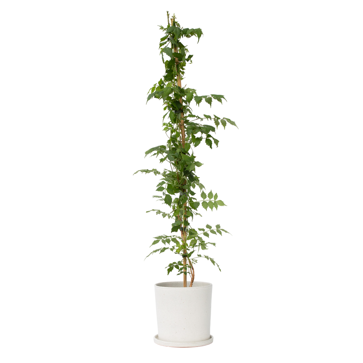 Bignone à trompettes - Campsis taglibuana 'Mme Galen' - H110-120cm - ⌀17cm - TD Plantz