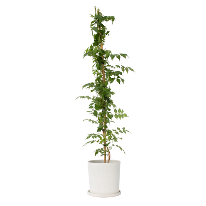 Bignone à trompettes - Campsis taglibuana 'Mme Galen' - H110-120cm - ⌀17cm - TD Plantz