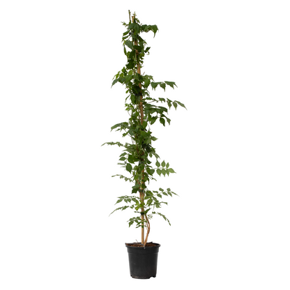 Bignone à trompettes - Campsis taglibuana 'Mme Galen' - H110-120cm - ⌀17cm - TD Plantz