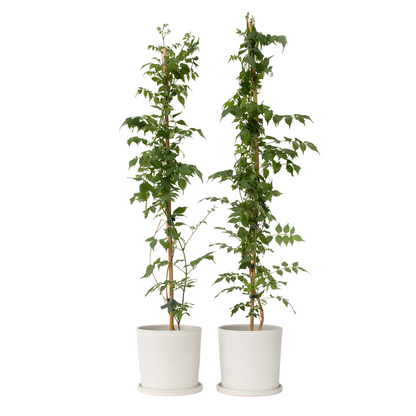 Bignone à trompettes - Set de 2 - Campsis 'Mme Galen' - H110-120cm - ⌀17cm - TD Plantz