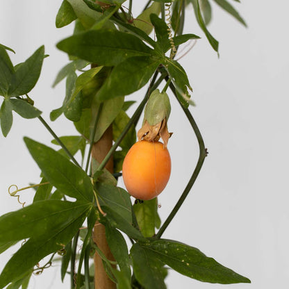 Passiflore - Passiflora caerulea - Hauteur 110-120cm - ⌀17cm