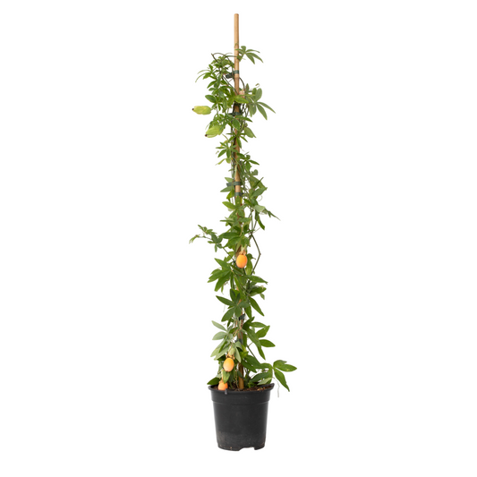 Passionflower - Passiflora caerulea - Height 110-120cm - ⌀17cm