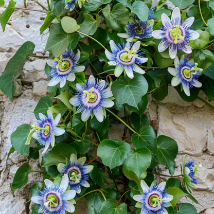 Passiflore - Set de 2 - Passiflora caerulea - Hauteur 110-120cm - ⌀17cm