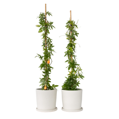 Passiflore - Set de 2 - Passiflora caerulea - Hauteur 110-120cm - ⌀17cm