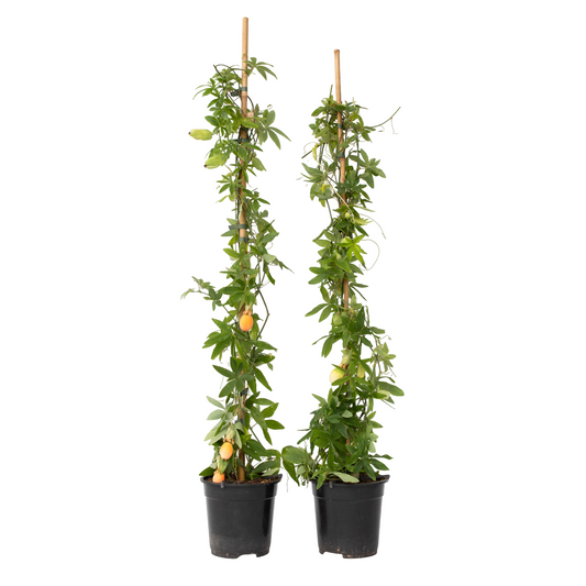 Passionflower - 2 pcs. - Passiflora caerulea - Height 110-120cm - ⌀17cm