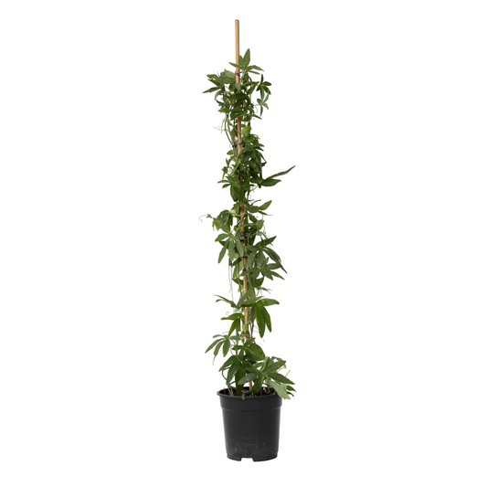 Passionflower - Passiflora caerulea 'Constance Elliott' - H110-120cm - ⌀17cm