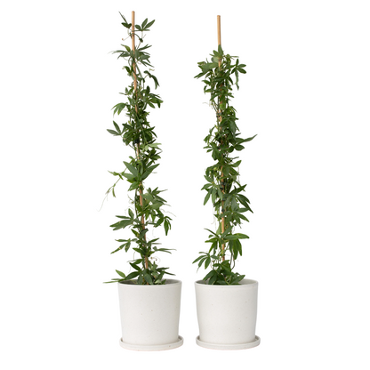 Passiflore - Set de 2 - Passiflora 'Constance Elliott' - H110-120cm - ⌀17cm
