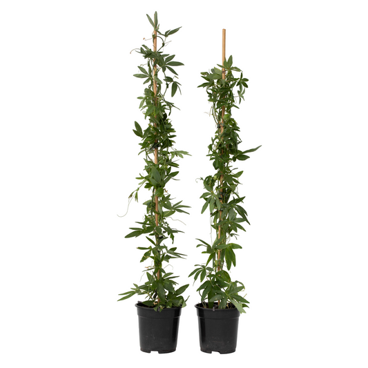 Passionflower - 2 pcs. - Passiflora 'Constance Elliott' - H110-120cm - ⌀17cm