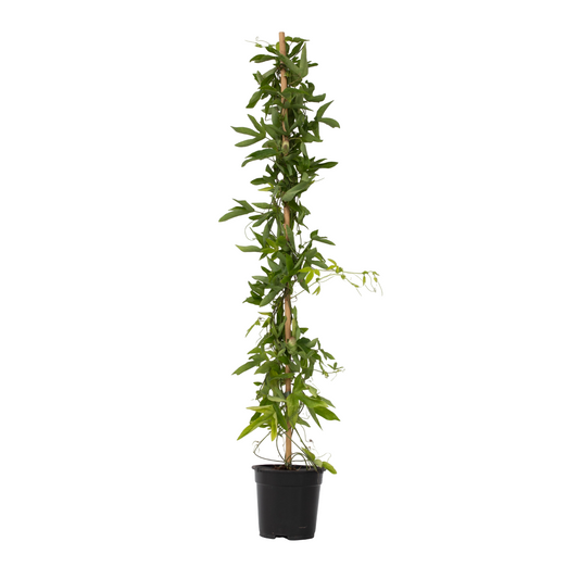 Passionflower - Passiflora x violacea 'Victoria' - Height 110-120cm - ⌀17cm