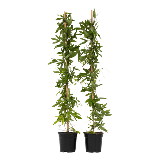 Passionflower - 2 pcs. - Passiflora 'Victoria' - Height 110-120cm - ⌀17cm