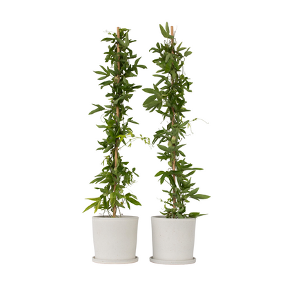 Passiflore - Set de 2 - Passiflora x violacea 'Victoria' - H110-120cm - ⌀17cm