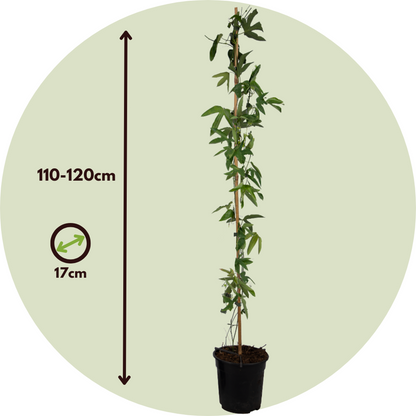 Passiflore - Passiflora x violacea 'Victoria' - Hauteur 110-120cm - ⌀17cm