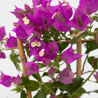 Bougainvillier - Bougainvillea 'Alexandra' - Hauteur 50-60cm - ⌀17cm - TD Plantz