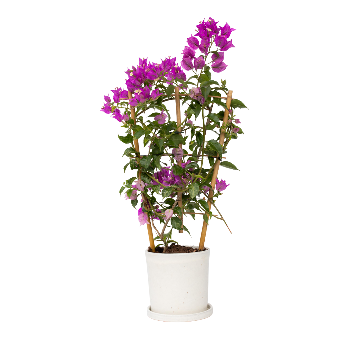 Bougainvillier - Bougainvillea 'Alexandra' - Hauteur 50-60cm - ⌀17cm - TD Plantz