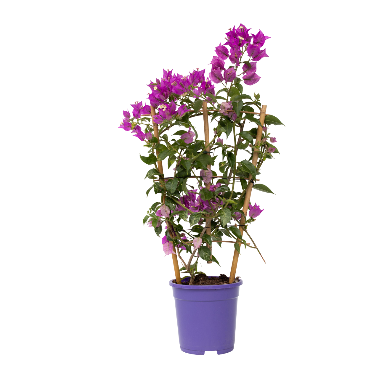 Bougainvillier - Bougainvillea 'Alexandra' - Hauteur 50-60cm - ⌀17cm - TD Plantz