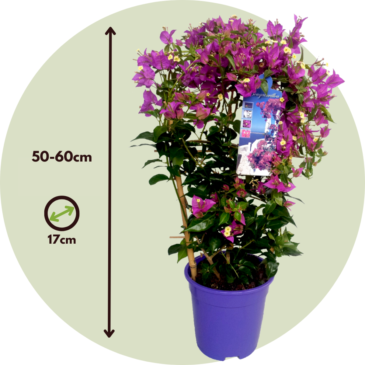 Bougainvillier - Bougainvillea 'Alexandra' - Hauteur 50-60cm - ⌀17cm - TD Plantz