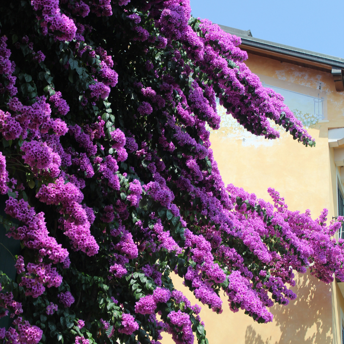 Bougainvillier - Set de 2 - Bougainvillea 'Alexandra' - Hauteur 50-60cm - ⌀17cm