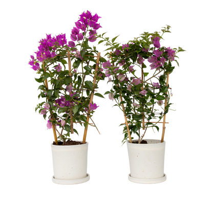 Bougainvillier - Set de 2 - Bougainvillea 'Alexandra' - Hauteur 50-60cm - ⌀17cm