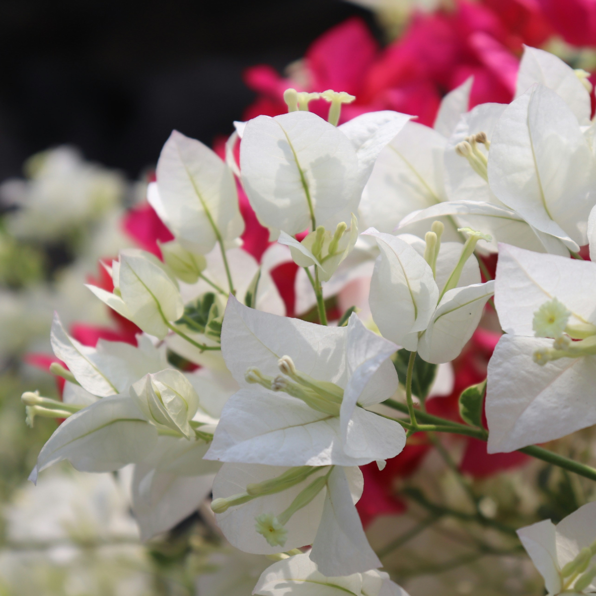 Bougainvillier - Bougainvillea 'Dania' - Hauteur 50-60cm - ⌀17cm