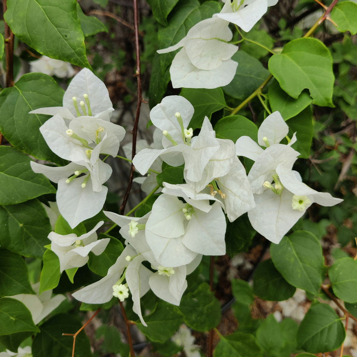 Bougainvillier - Bougainvillea 'Dania' - Hauteur 50-60cm - ⌀17cm