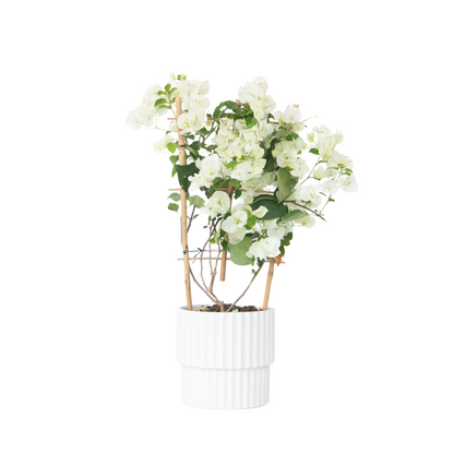 Bougainvillier - Bougainvillea 'Dania' - Hauteur 50-60cm - ⌀17cm