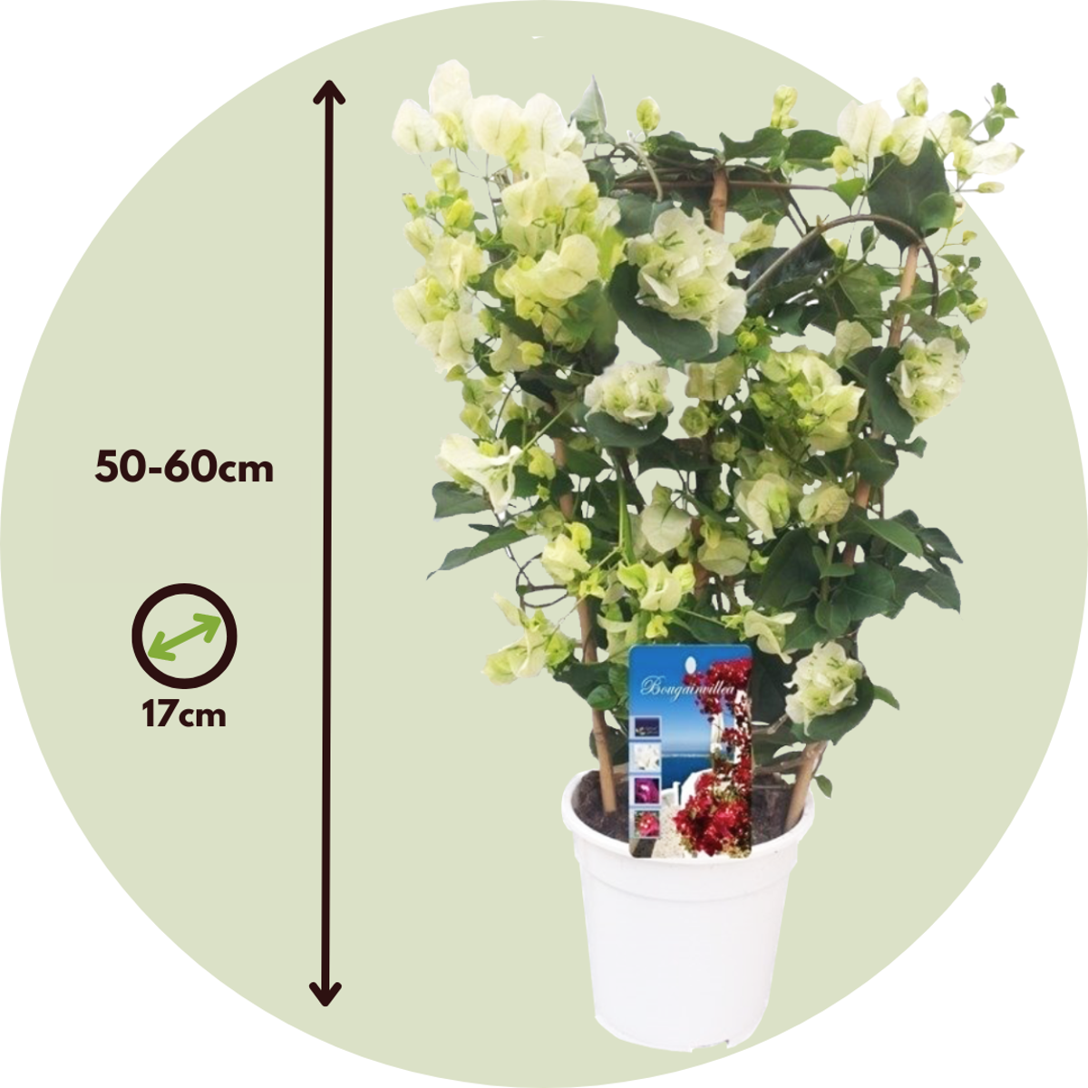 Bougainvillier - Bougainvillea 'Dania' - Hauteur 50-60cm - ⌀17cm