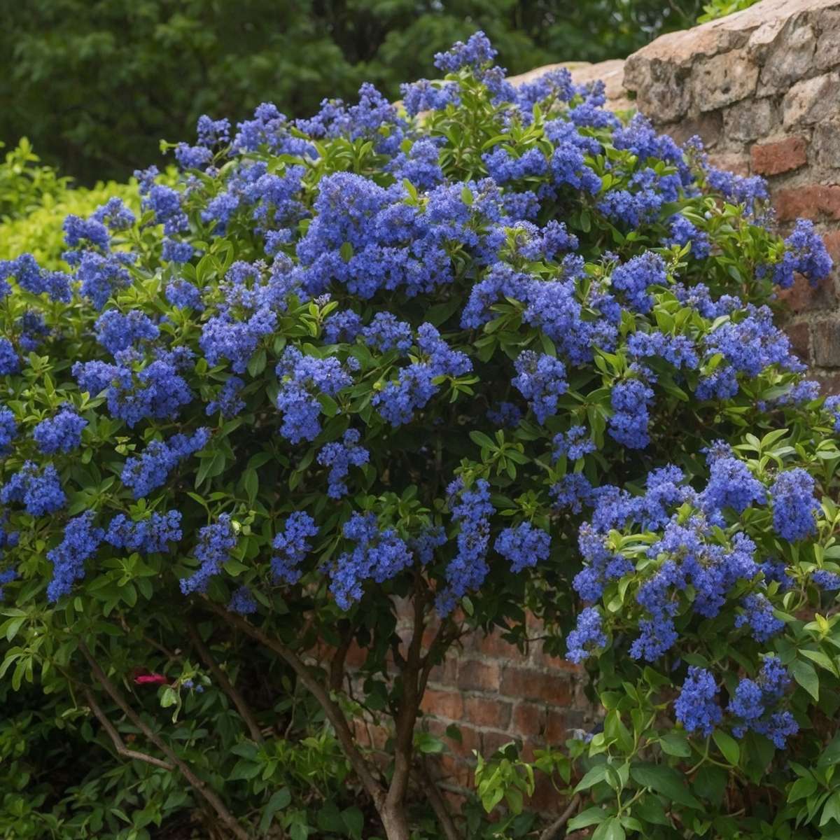 Californian Lilac - Ceanothus thyrsiflorus Repens - Height 60-70cm - ⌀17cm