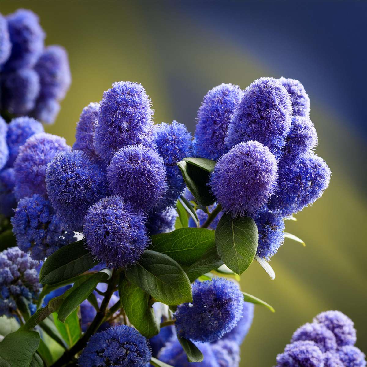 Californian Lilac - Ceanothus thyrsiflorus Repens - Height 60-70cm - ⌀17cm