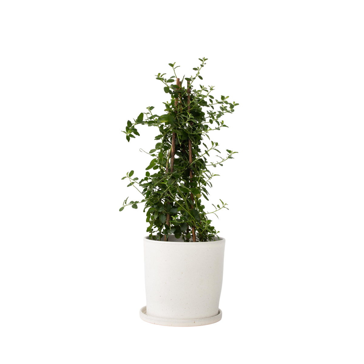 Californian Lilac - Ceanothus thyrsiflorus Repens - Height 60-70cm - ⌀17cm
