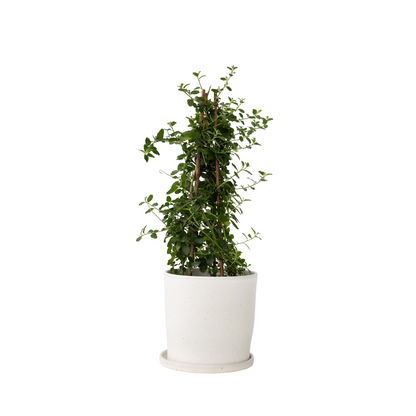 Californian Lilac - Ceanothus thyrsiflorus Repens - Height 60-70cm - ⌀17cm
