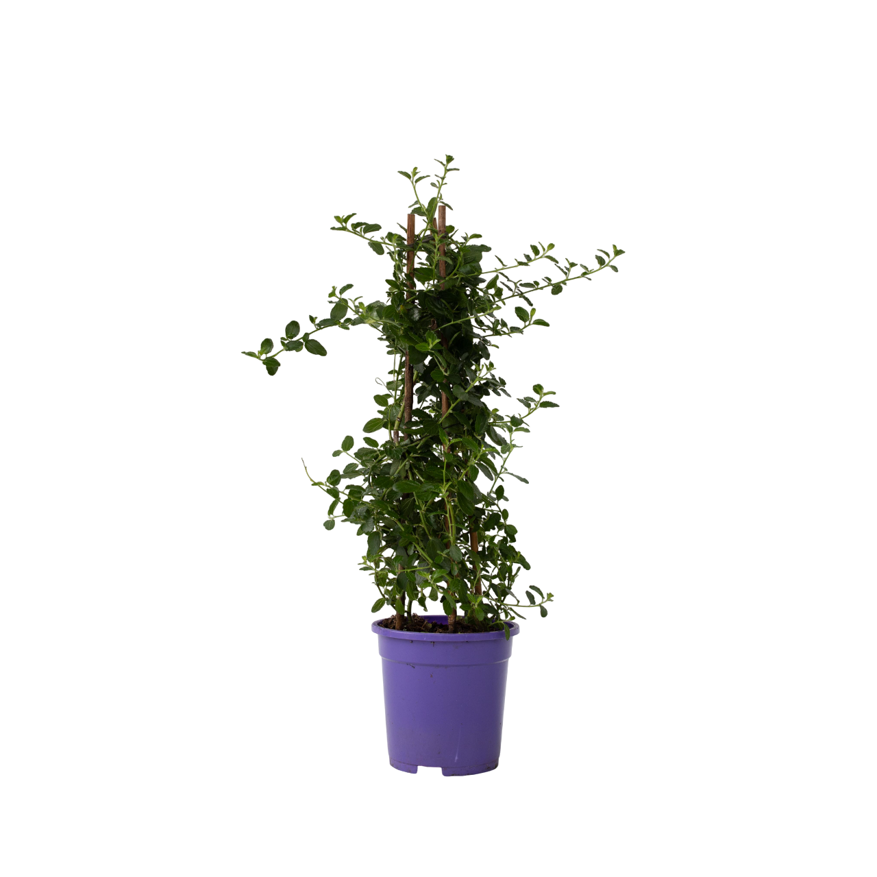 Californian Lilac - Ceanothus thyrsiflorus Repens - Height 60-70cm - ⌀17cm