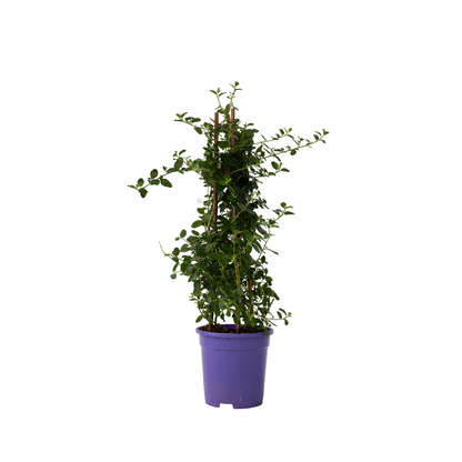 Californian Lilac - Ceanothus thyrsiflorus Repens - Height 60-70cm - ⌀17cm