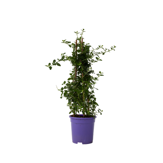 Californian Lilac - Ceanothus thyrsiflorus Repens - Height 60-70cm - ⌀17cm
