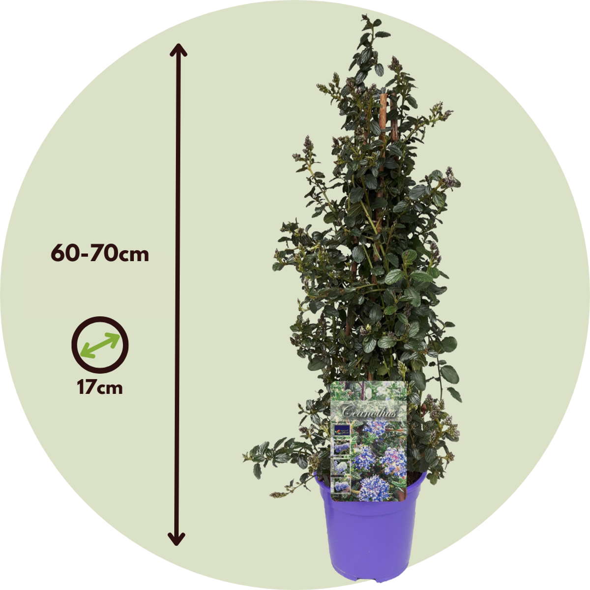 Californian Lilac - Ceanothus thyrsiflorus Repens - Height 60-70cm - ⌀17cm