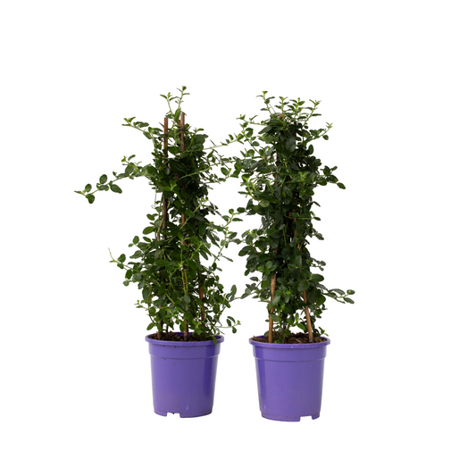 Californian Lilac - 2 pcs. - Ceanothus thyrsiflorus Repens - H60-70cm - ⌀17cm