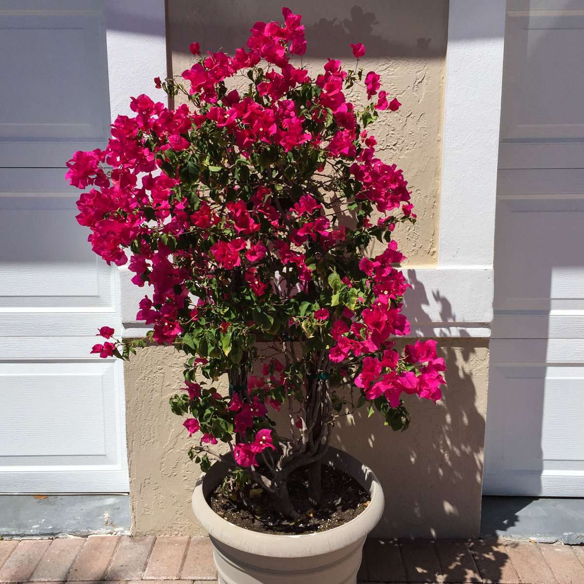 Bougainvillier - Bougainvillea 'Dania' - Hauteur 50-60cm - ⌀17cm