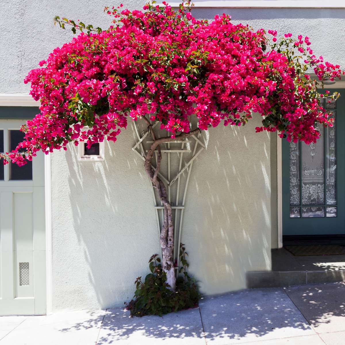 Bougainvillier - Bougainvillea 'Dania' - Hauteur 50-60cm - ⌀17cm