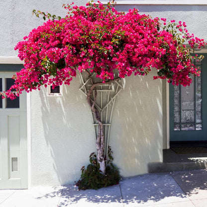 Bougainvillier - Bougainvillea 'Dania' - Hauteur 50-60cm - ⌀17cm