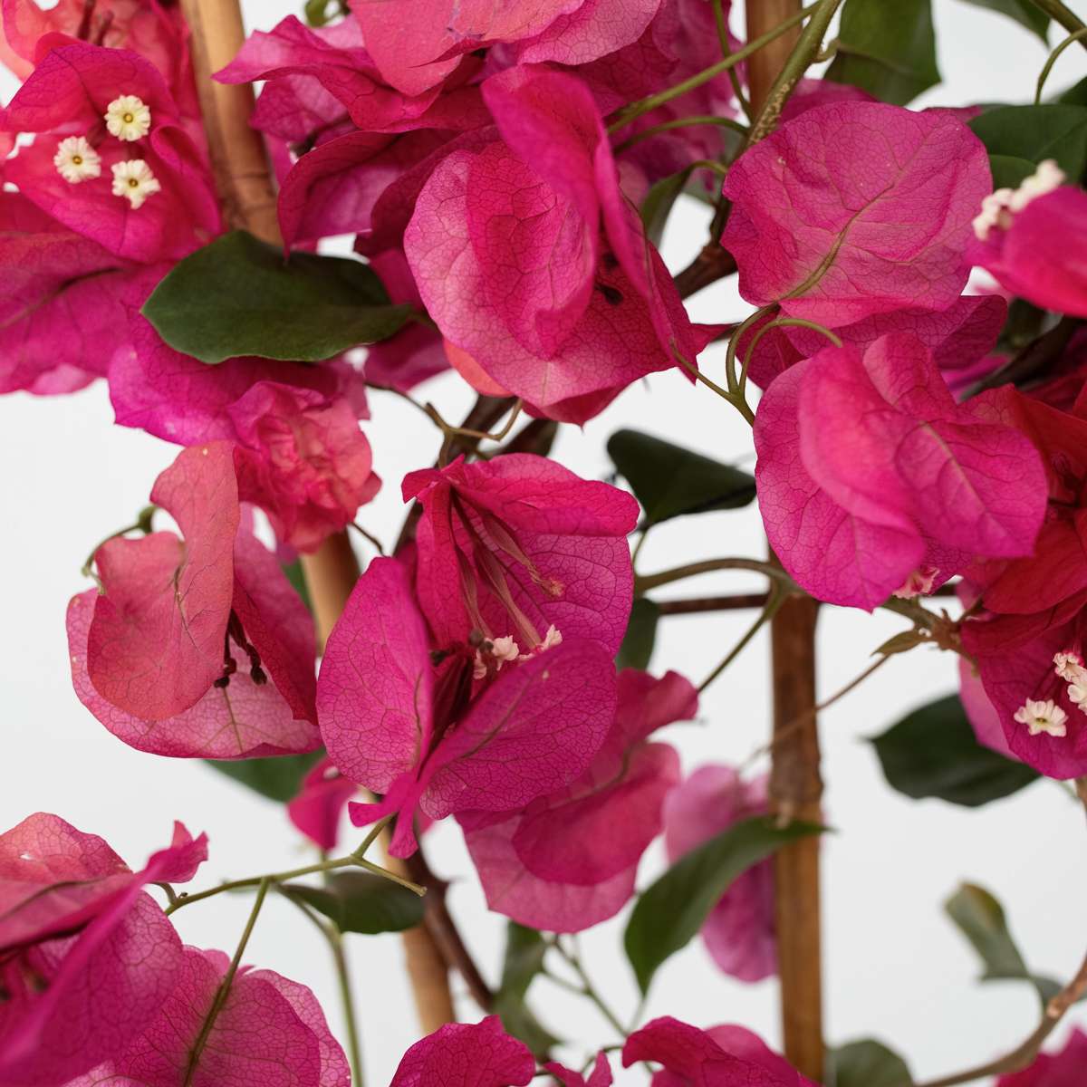 Bougainvillier - Bougainvillea 'Dania' - Hauteur 50-60cm - ⌀17cm