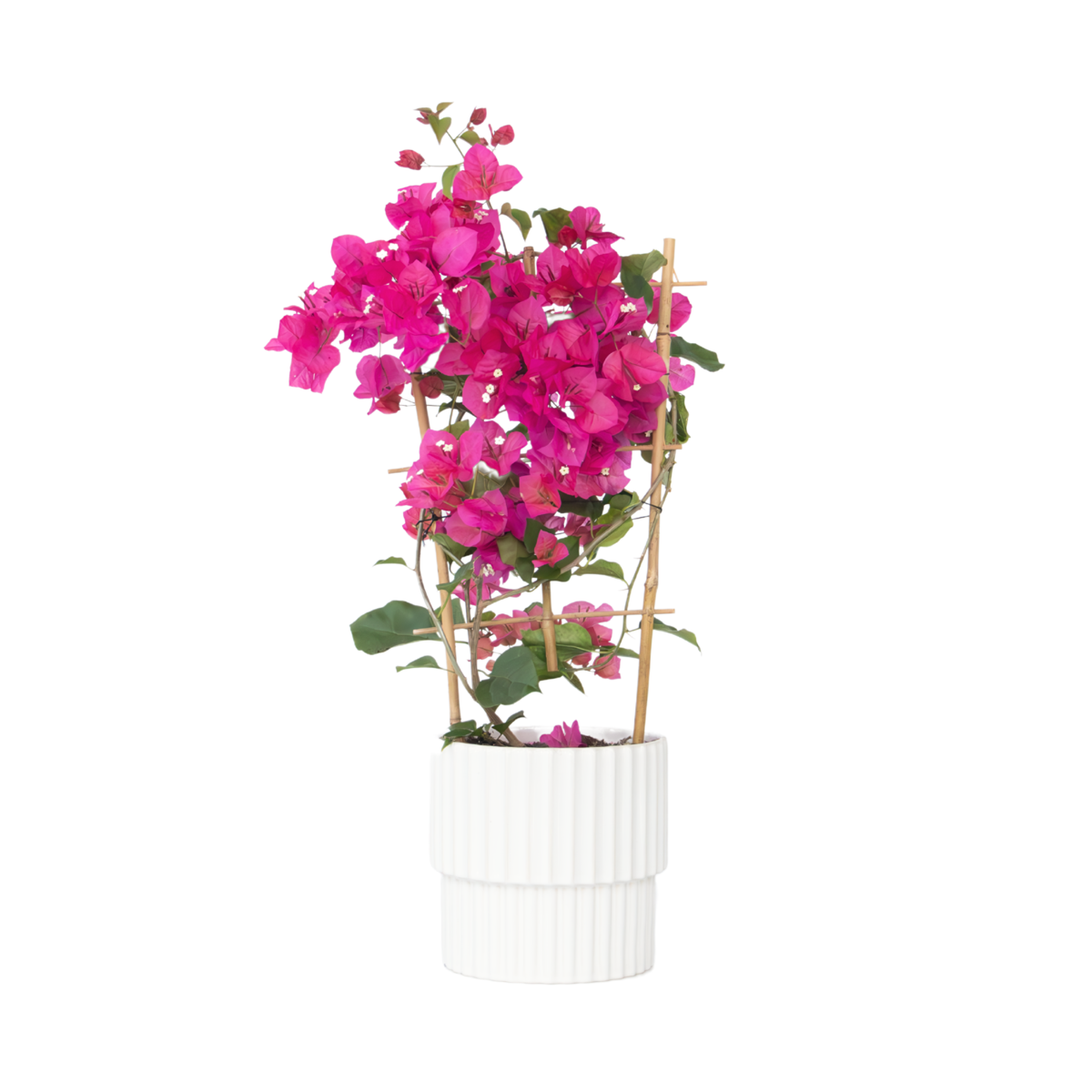 Bougainvillier - Bougainvillea 'Dania' - Hauteur 50-60cm - ⌀17cm